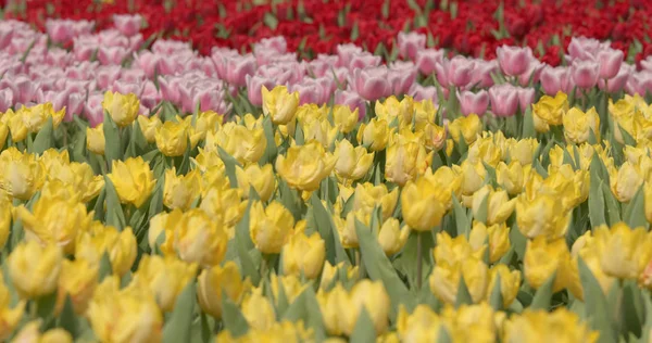 Piękne Tulipany Świeże Pola — Zdjęcie stockowe