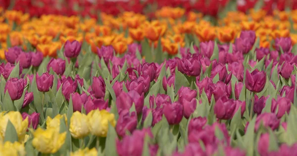 Tulipan Kolorowe Kwiaty Ogrodzie — Zdjęcie stockowe