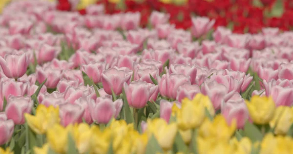 Mooie Verse Tulpen Boerderij — Stockfoto