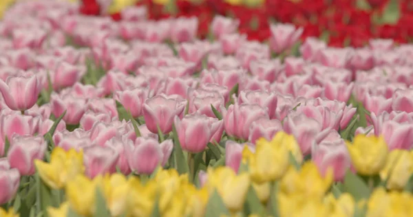 Belle Ferme Tulipes Fraîches — Photo