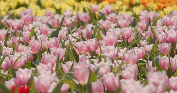 Tulipan Kolorowy Kwiat Pole — Zdjęcie stockowe