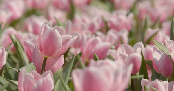 Bel Campo Fiori Tulipano — Foto Stock