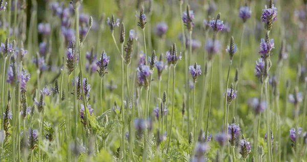 Purple Lavender Flower Farm — Stock Photo, Image