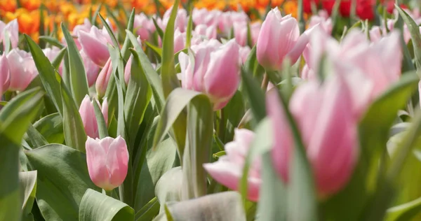 Renkli Lale Çiçek Çiftliği — Stok fotoğraf