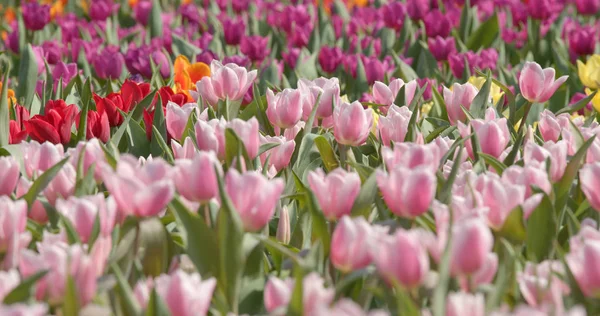 Farbenfrohe Tulpenblütenfarm — Stockfoto