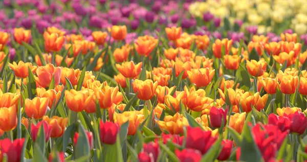 Colorato Tulipano Fiori Fattoria — Foto Stock