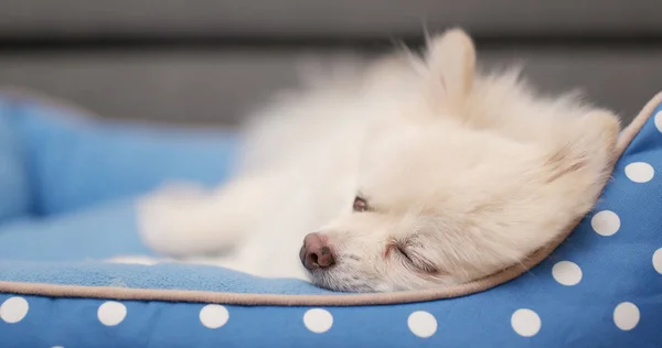 Cão Branco Dormindo Cama — Fotografia de Stock
