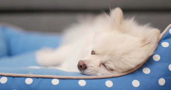 Blanco Perro Durmiendo Cama —  Fotos de Stock