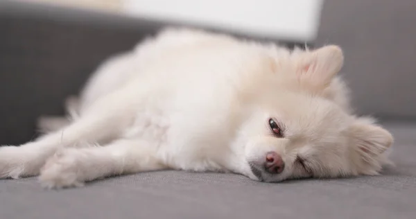 Cão Pomerano Adormecido Cama — Fotografia de Stock