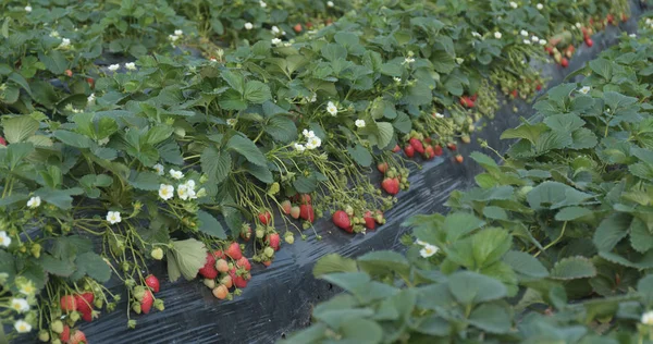 Verse Aardbei Boerderij Close — Stockfoto