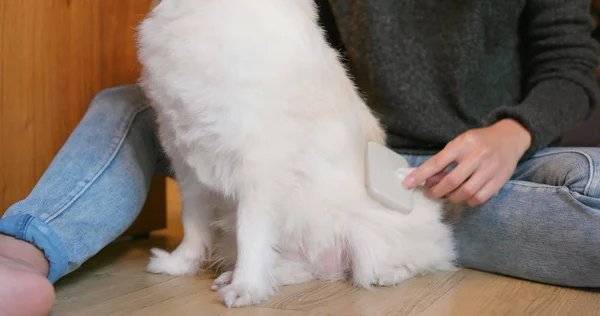 Pet Proprietário Escovando Seu Cão Pomeranian Casa — Fotografia de Stock