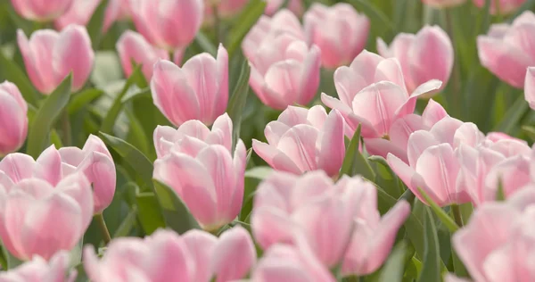 Parque Flores Tulipa Rosa — Fotografia de Stock