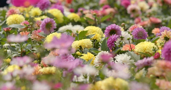 Parque Jardín Con Hermosas Flores Dalia — Foto de Stock