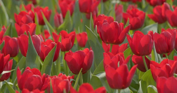 Beautiful Red Tulips Farm — Stock Photo, Image