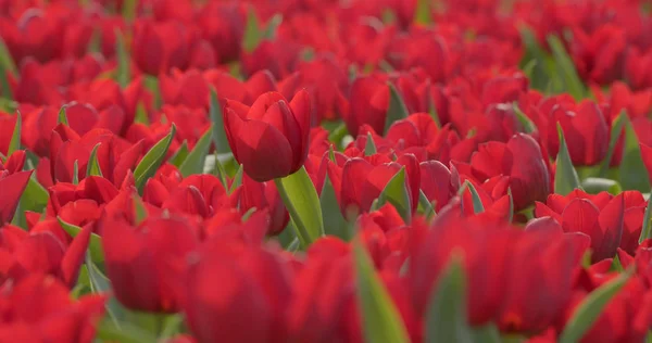 Bel Campo Tulipani Rossi — Foto Stock