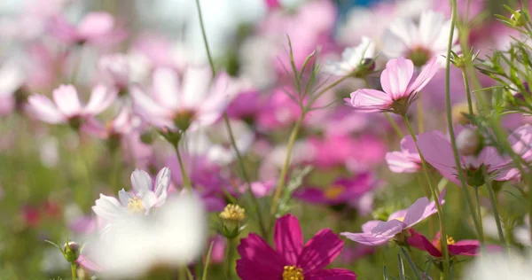 Rosa Und Weiße Kosmos Blumenfarm — Stockfoto