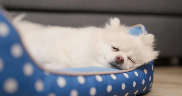 Pommerscher Hund Schläft Bett — Stockfoto