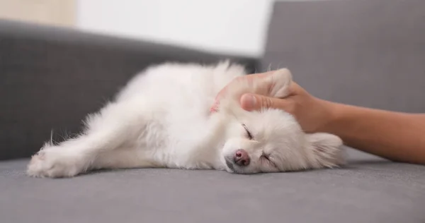 Evde Beslenen Hayvan Sahip Köpeğini Kanepe Üzerinde Masaj — Stok fotoğraf