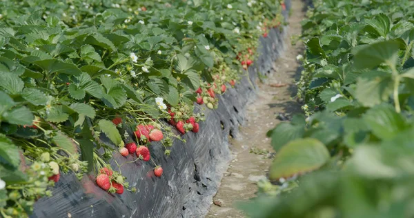 Fresh Farm Φράουλα Εσωτερικη — Φωτογραφία Αρχείου