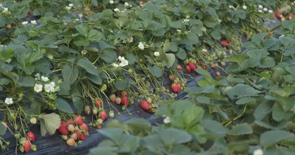 Erdbeerbauernhof Aus Nächster Nähe — Stockfoto