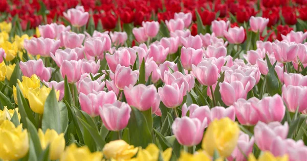 Hermosa Granja Tulipán Colorido — Foto de Stock