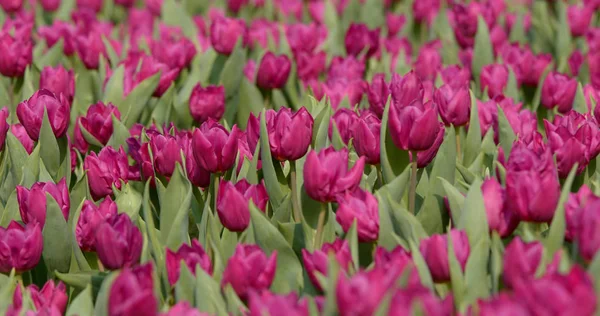 Bellissimo Campo Tulipano Viola — Foto Stock