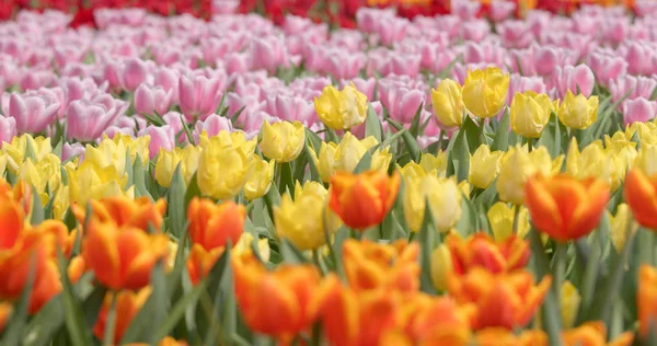 春のチューリップの花農場 — ストック写真