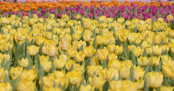 Colorato Tulipano Fiori Fattoria — Foto Stock