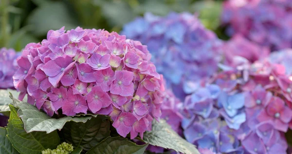 Campo Flores Hortênsia Roxa — Fotografia de Stock