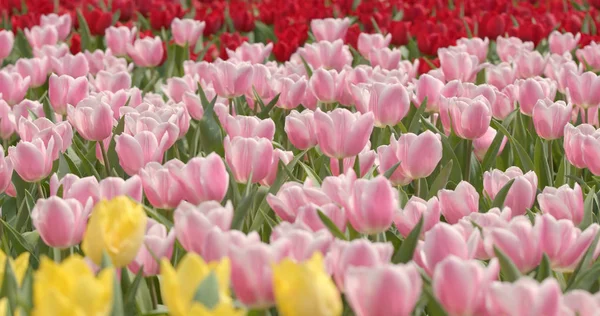 美しいチューリップの花フィールド — ストック写真