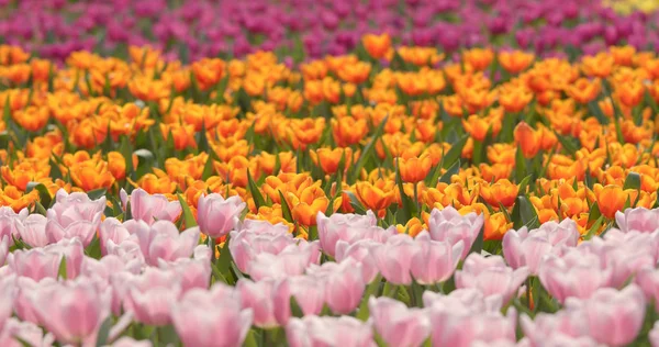 Barevný Tulipán Květy Pole — Stock fotografie