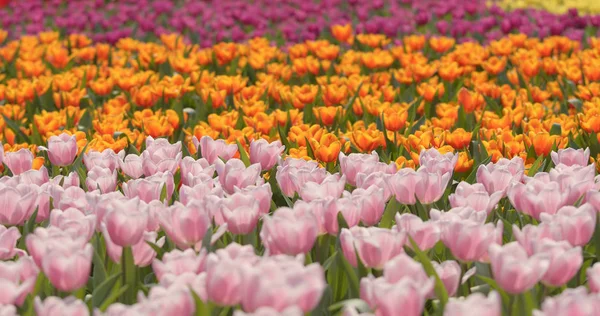 Colorato Tulipano Fiore Fattoria — Foto Stock