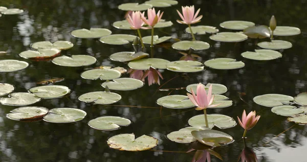 Flores Nenúfar Rosadas Lago —  Fotos de Stock