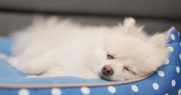 Lovely Pomeranian Dog Sleeping — Stock Photo, Image