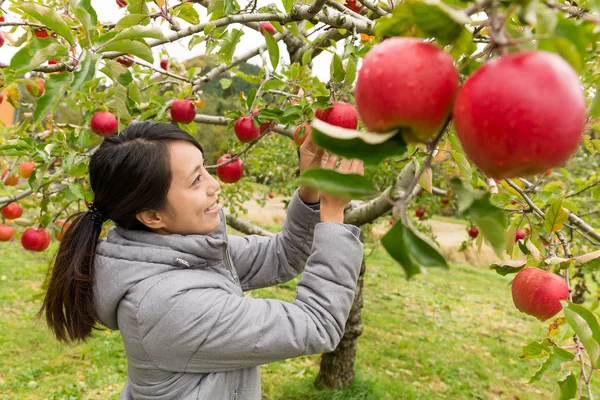 妇女采摘苹果在农场 — 图库照片