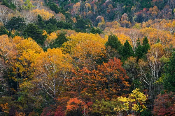 Beautiful Autumn Forest Colourful Trees Plants — Stock Photo, Image