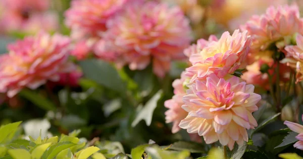 Hermosa Flor Dahlia Cerca — Foto de Stock