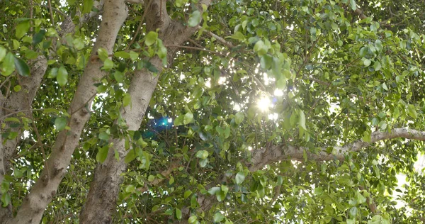 太陽の光が森の木 — ストック写真