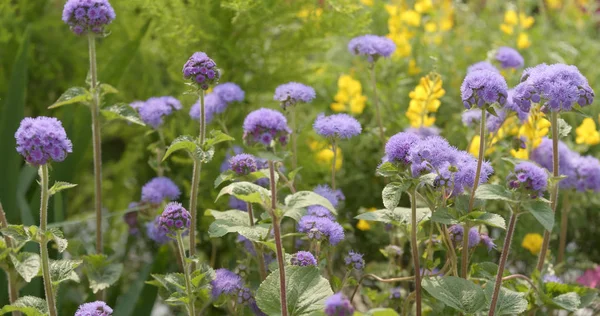 Lindo Campo Flores Perto — Fotografia de Stock