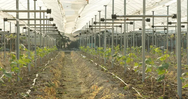 Fresh New Planting New Grape Farm — Stock Photo, Image