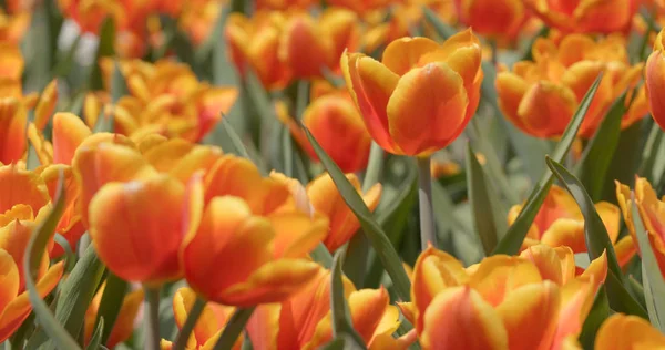 Beautiful Tulip Flowers Garden — Stock Photo, Image