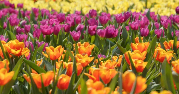 Parque Colorido Flor Tulipa — Fotografia de Stock
