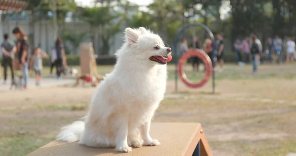 Witte Pommeren Hond Het Park — Stockfoto