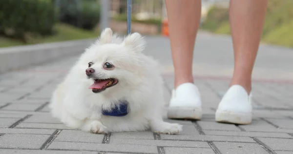 Mooie Pommeren Hond Zit Met Haar Eigenaar — Stockfoto