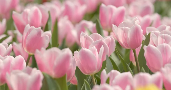 美しいピンクのチューリップ ガーデン — ストック写真