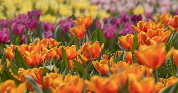 カラフルなチューリップの花畑 — ストック写真