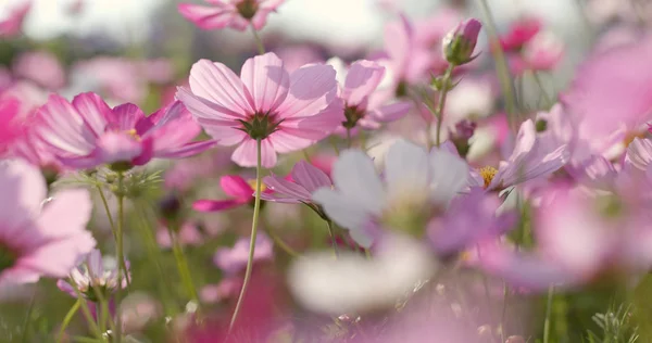 Schöner Kosmos Blumengarten — Stockfoto
