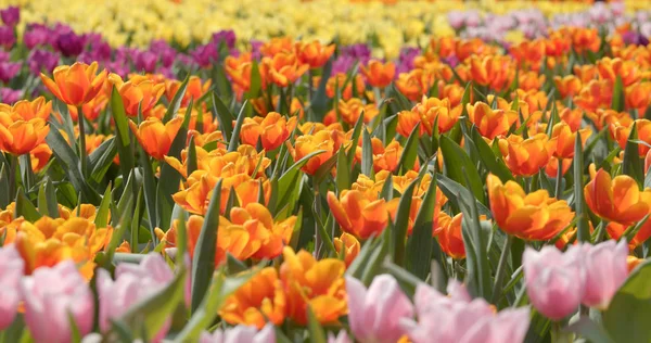 花の色鮮やかなチューリップの農場 — ストック写真