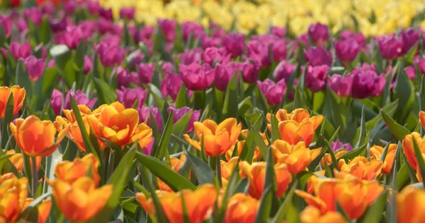 Tulipa Flor Parque Vista — Fotografia de Stock