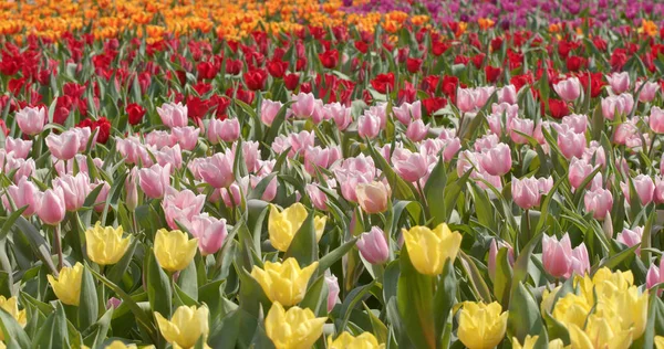 Farbenfroher Tulpenblumenpark — Stockfoto